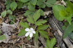 Wood anemone